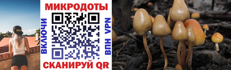 Купить закладки  Карабулак  Псилоцибиновые грибы Cubensis 